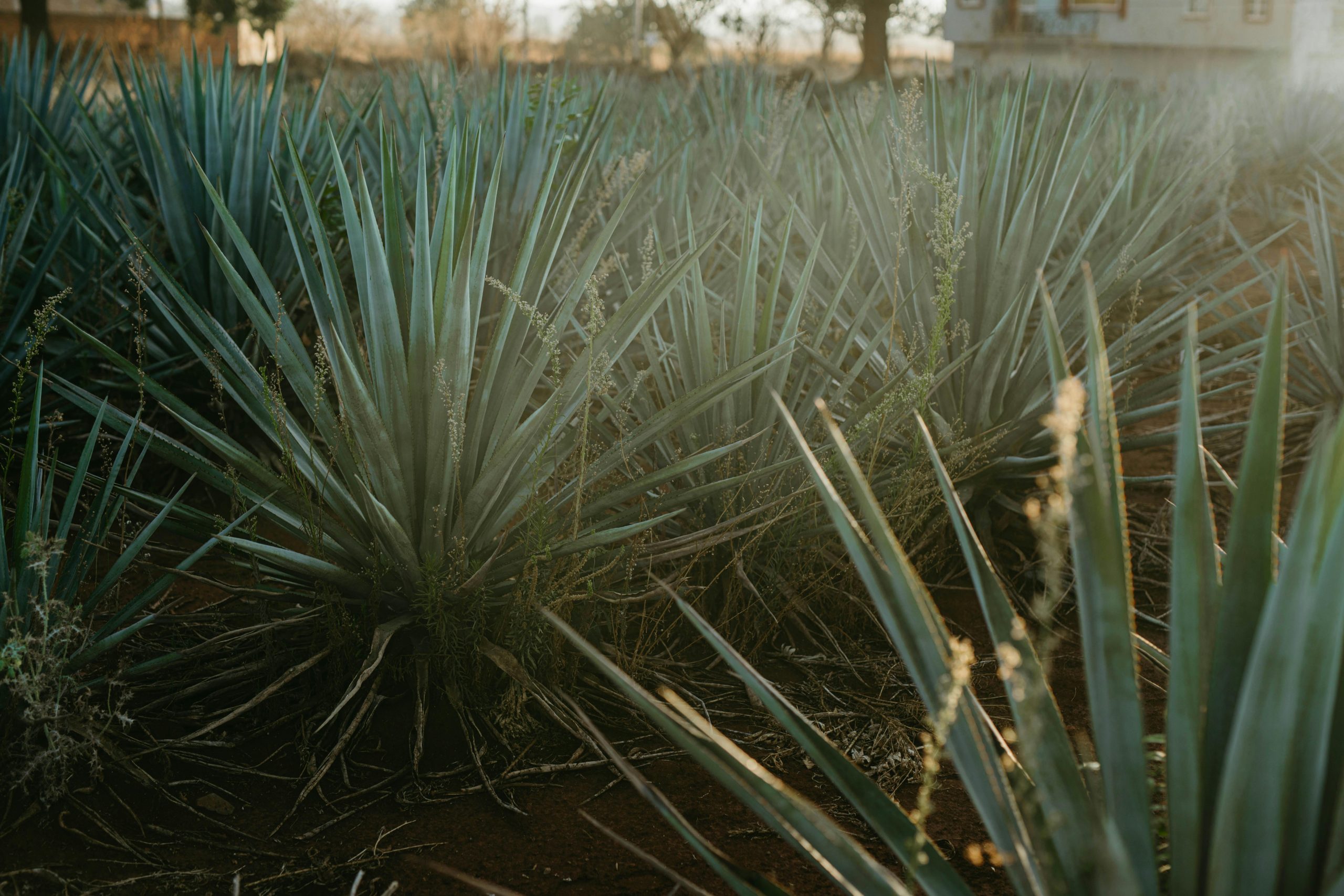 Lush agave plants thriving under the warm sunset in Jalisco, Mexico.