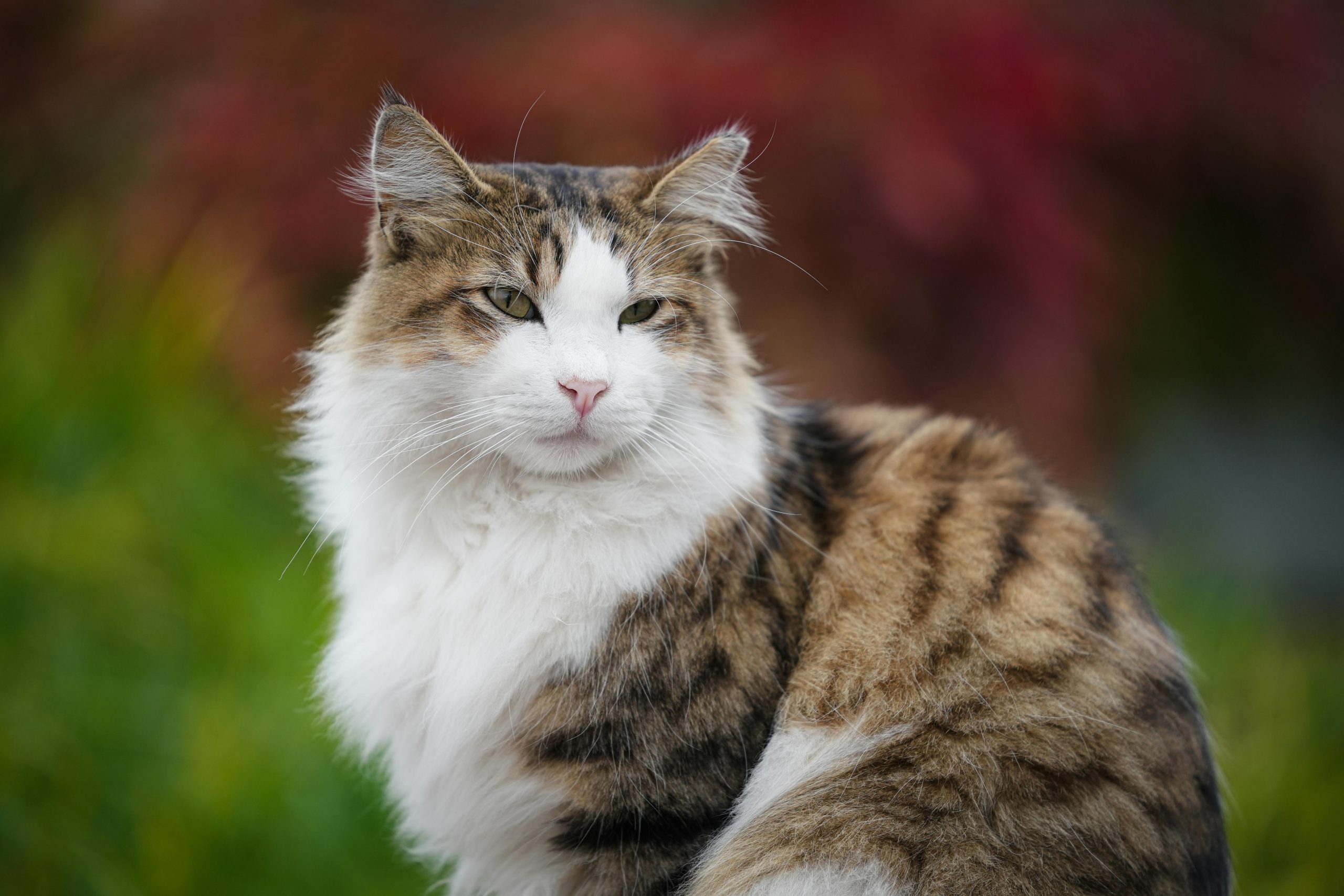 Close-up of a longhaired cat sitting outdoors in an İstanbul garden.